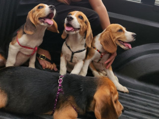 Looking for Beagle Puppies?