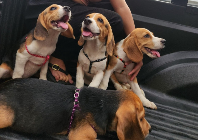 looking-for-beagle-puppies-big-0