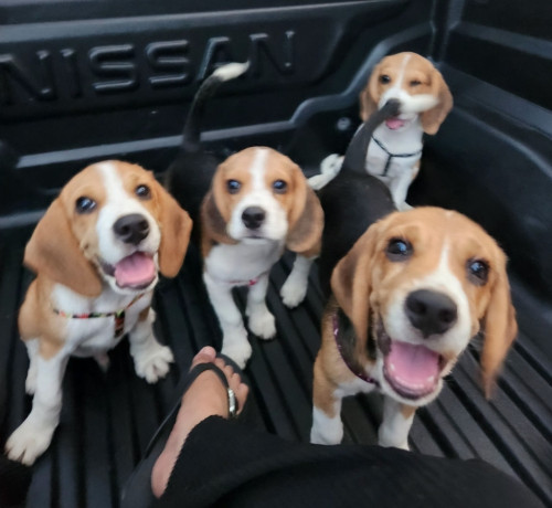 looking-for-beagle-puppies-big-2