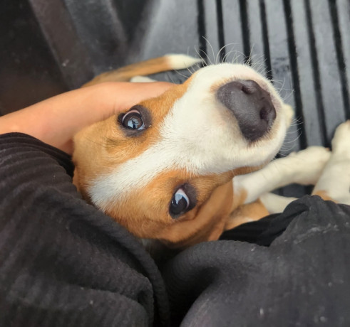 looking-for-beagle-puppies-big-5
