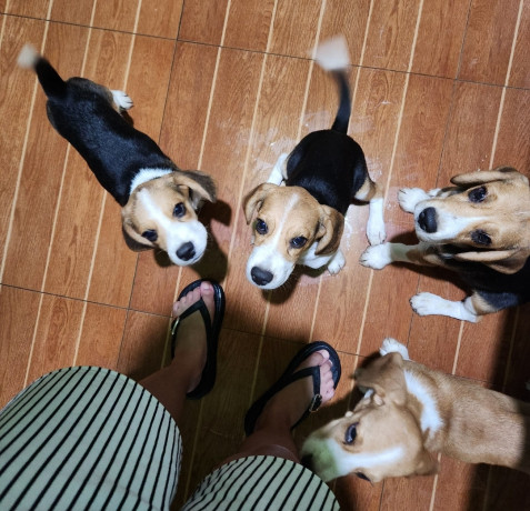 looking-for-beagle-puppies-big-4