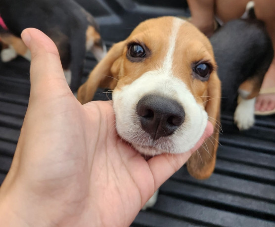 looking-for-beagle-puppies-big-3