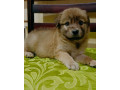 belgianxjapanese-spitz-small-5