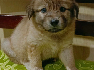 BelgianxJapanese spitz