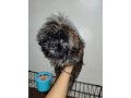 shih-tzu-for-rehoming-small-1