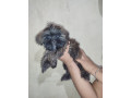 shih-tzu-for-rehoming-small-0