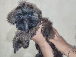 Shih Tzu for rehoming