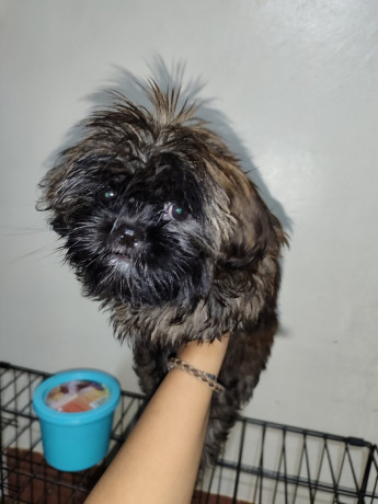 shih-tzu-for-rehoming-big-1