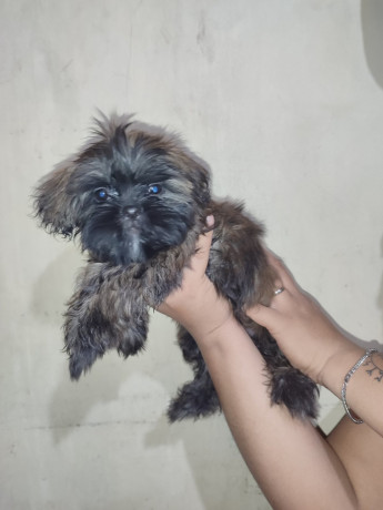 shih-tzu-for-rehoming-big-0