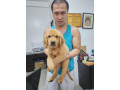 adorable-golden-puppy-for-sale-small-3