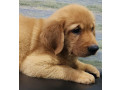 adorable-golden-puppy-for-sale-small-1