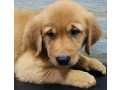 adorable-golden-puppy-for-sale-small-2