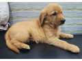 adorable-golden-puppy-for-sale-small-0