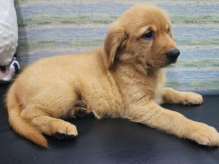 Adorable golden puppy for sale