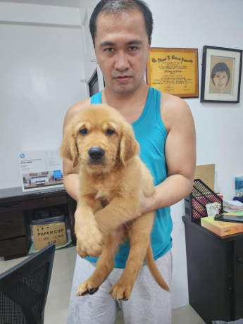 adorable-golden-puppy-for-sale-big-3