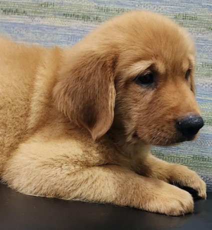 adorable-golden-puppy-for-sale-big-1