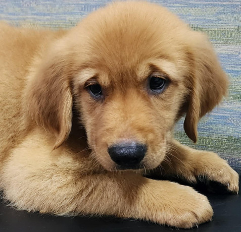 adorable-golden-puppy-for-sale-big-2