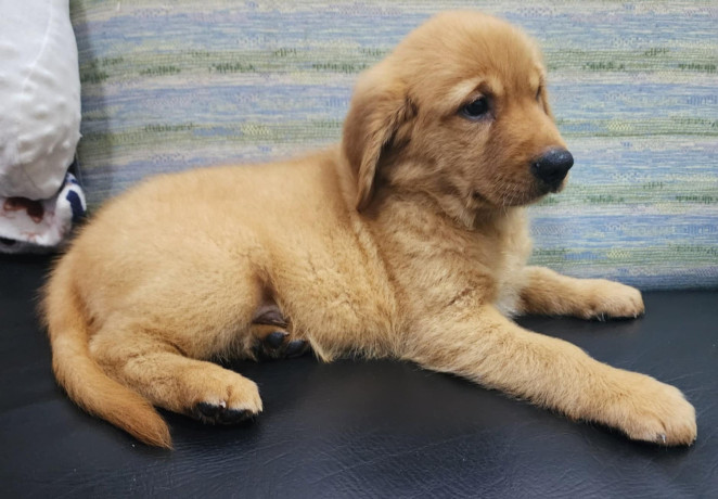 adorable-golden-puppy-for-sale-big-0