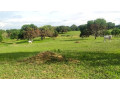 15-hectares-farm-land-for-sale-in-villasis-pangasinan-small-2