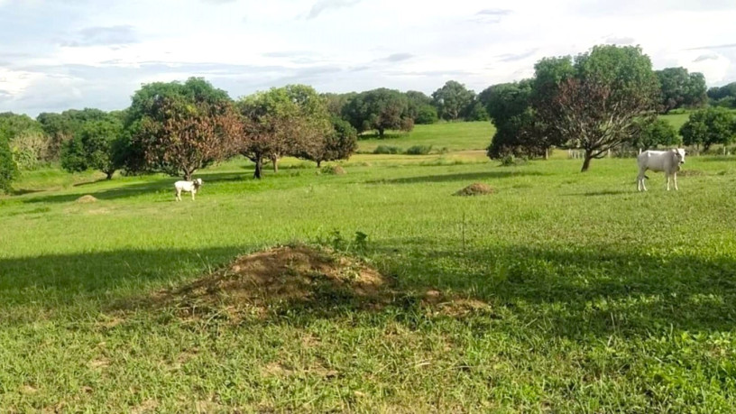 15-hectares-farm-land-for-sale-in-villasis-pangasinan-big-2