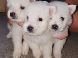 Mixed Japanese Spitz/Shihpoo