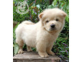 pure-chow-chow-female-open-for-installment-small-0