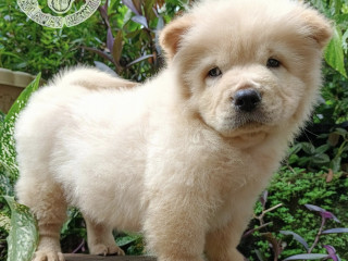 Pure Chow Chow Female Open for Installment