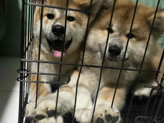 JAPANESE AKITA INU PUPS FOR SALE