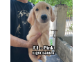 golden-retriever-pcci-registered-small-1