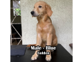 golden-retriever-pcci-registered-small-0