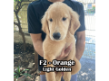 golden-retriever-pcci-registered-small-2