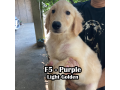 golden-retriever-pcci-registered-small-4