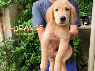 Golden Retriever Puppy Sale