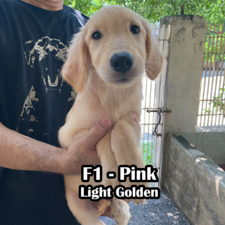 golden-retriever-pcci-registered-big-1