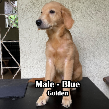 golden-retriever-pcci-registered-big-0