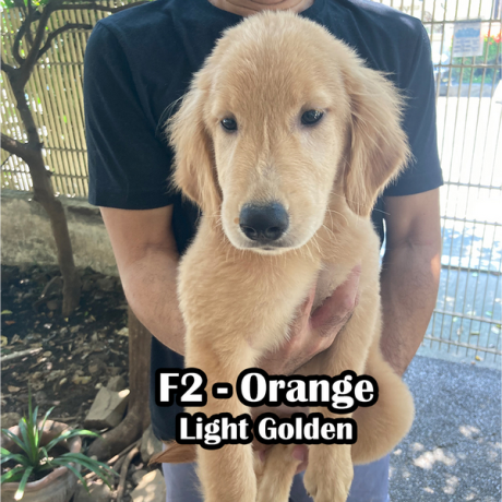 golden-retriever-pcci-registered-big-2