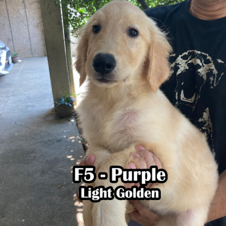 golden-retriever-pcci-registered-big-4