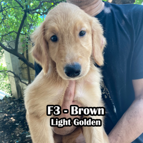 golden-retriever-pcci-registered-big-3