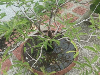 Bonsai Sampaloc Tree. 2 left