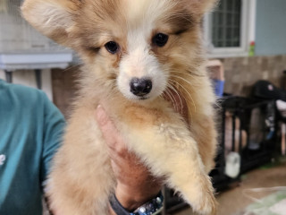 Corgi female and male