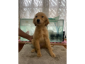 golden-retriever-puppy-female-small-0