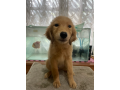 golden-retriever-puppy-female-small-1