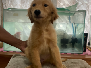 Golden Retriever Puppy (Female)