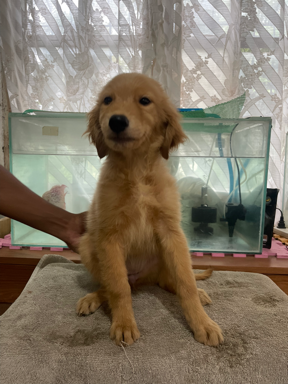 golden-retriever-puppy-female-big-0