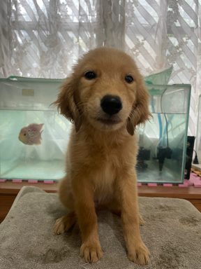 golden-retriever-puppy-female-big-1