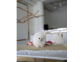 teacup-pomeranian-puppies-for-adoption-small-2