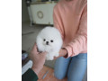 teacup-pomeranian-puppies-for-adoption-small-0