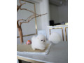 teacup-pomeranian-puppies-for-adoption-small-1