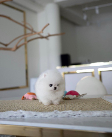 teacup-pomeranian-puppies-for-adoption-big-2