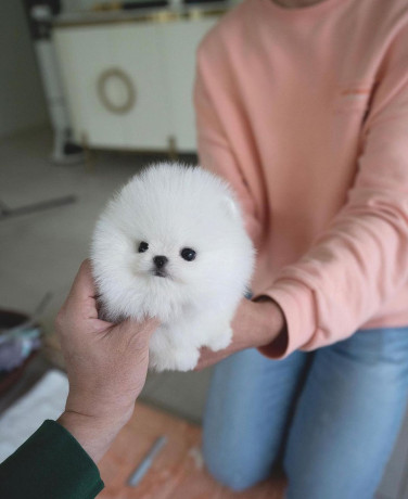 teacup-pomeranian-puppies-for-adoption-big-0